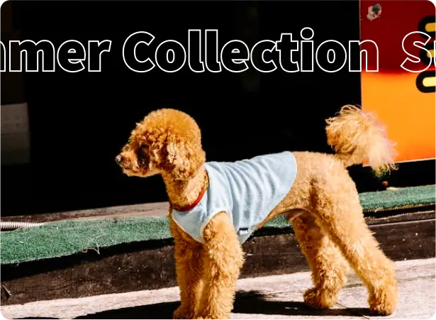 Pet Wear